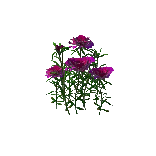 Flower Moss Rose1